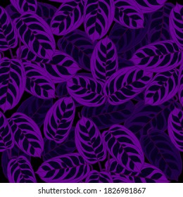 Velvet Violetseamless pattern of  fishbone prayer plant, tropical modern houseplants, dark background, vector illustration