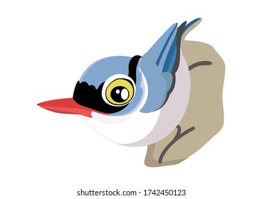 Velvet-fronted nuthatch bird cartoon. Birds collection nuthatch, cute bird vector illustration.