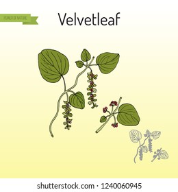 Velvetleaf (Cissampelos pareira), medicinal plant. Hand drawn botanical vector illustration