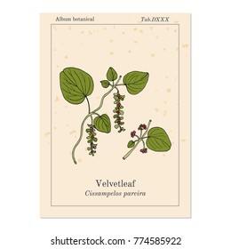 Velvetleaf (Cissampelos pareira), medicinal plant. Hand drawn botanical vector illustration