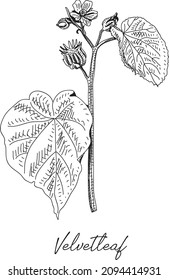 Velvetleaf. Sketchy hand-drawn vector illustration.