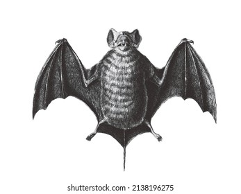 Velvety free-tailed bat or Pallas's mastiff bat. Doodle sketch. Vintage vector illustration.