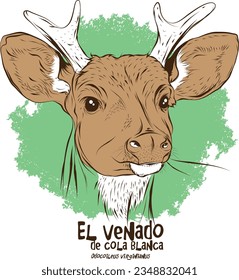 venado cola blanca (Odocoileus virginianus) 