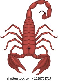 Venomous Scorpion Standing Vector Illustration