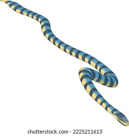 Venomous Sea Snake Vector Illustration