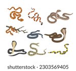 Venomous snakes set, flat vector illustration isolated on white background. Different types of snakes - indian cobra, black mamba, copperhead. Reptile drawing. Concepts of wildlife, and animals.