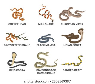 Venomous snakes set, infographic with names - flat vector illustration isolated on white background. Different types of snakes - copperhead, king cobra, black mamba, banded krait.