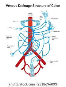 Estrutura de drenagem venosa do cólon