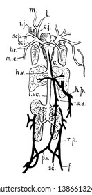 Venous system of frog are Mandibular and lingua, vintage line drawing or engraving illustration.