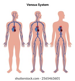 Venous veins human system full body medical diagram