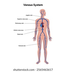 Venous veins human system full body medical diagram