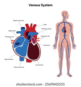 Venous veins human system full body medical diagram