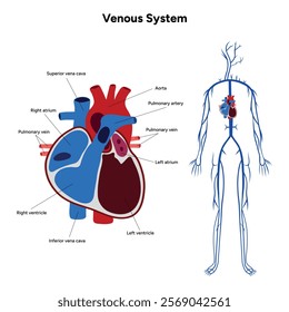 Venous veins human system full body medical diagram