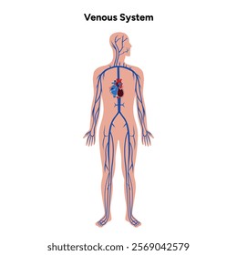 Venous veins human system full body medical diagram