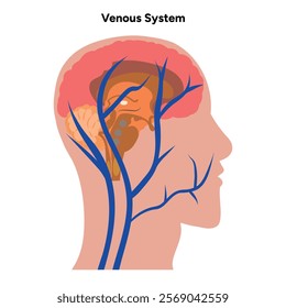 Venous veins human system head body medical diagram