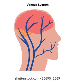 Venous veins human system head body medical diagram