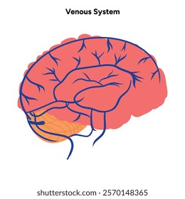 Venous veins human system head body