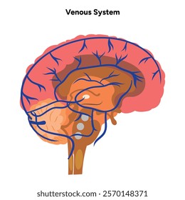 Venous veins human system head body