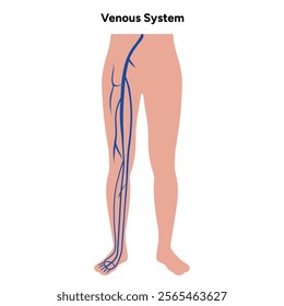 Venous veins human system lower body medical diagram