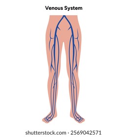 Venous veins human system lower body medical diagram