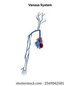 Venous veins human system upper body medical diagram