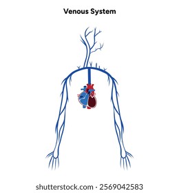 Venous veins human system upper body medical diagram