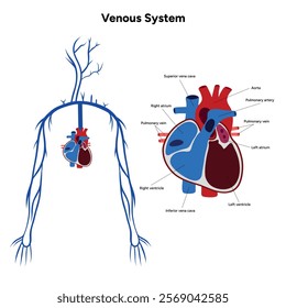 Venous veins human system upper body medical diagram