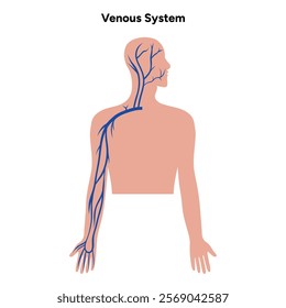 Venous veins human system upper body medical diagram