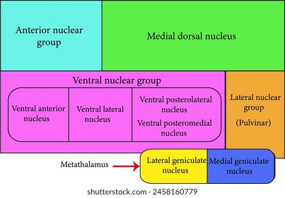  El núcleo posterolateral ventral.Ilustración vectorial