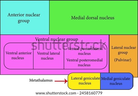  The Ventral posterolateral nucleus.Vector illustration