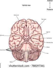 The ventral surface of the brain. The underside of the brain. anatomy of the human brain