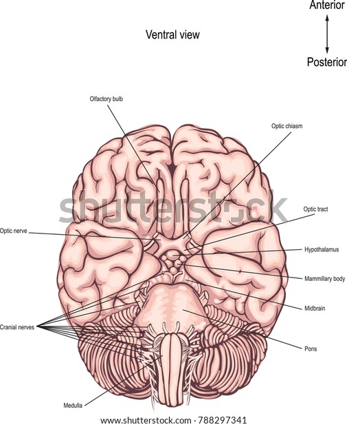 The ventral surface of the brain. The\
underside of the brain. anatomy of the human\
brain
