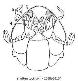 Ventral View of Dung Beetle which is about four times natural size, vintage line drawing or engraving illustration.