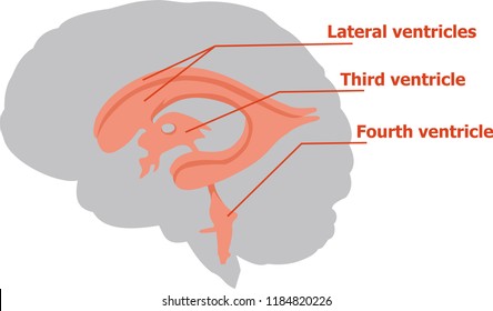 Ventricles Of The Brain