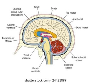 Royalty Free Labeled Brain Anatomy Stock Images Photos