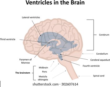 Ventricles In The Brain Labeled Diagram