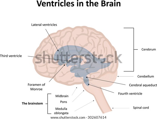 Ventricles Brain Labeled Diagram Stock Vector (Royalty Free) 302607614 ...