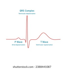 Ventricular repolarization, T wave. The QT interval of ECG. The cardiac cycle. ECG of a heart in normal sinus rhythm. Resources for teachers and students.