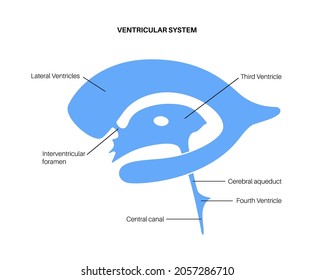 Ventricular system anatomy, set of communicating cavities within the brain. Cerebral ventricles concept. Production, transport and removal of cerebrospinal fluid. Flat vector anatomical illustration.