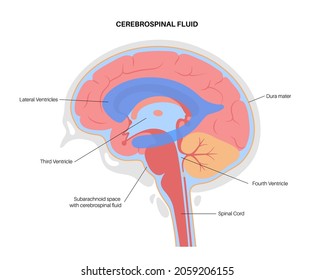 Ventricular system anatomy, set of communicating cavities within the brain. Cerebral ventricles concept. Production, transport and removal of cerebrospinal fluid. Flat vector anatomical illustration.