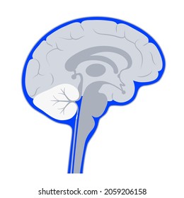 Ventricular system anatomy, set of communicating cavities within the brain. Cerebral ventricles concept. Production, transport and removal of cerebrospinal fluid. Flat vector anatomical illustration.