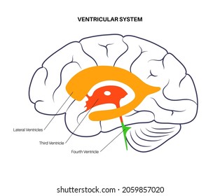 Ventricular system anatomy, set of communicating cavities within the brain. Cerebral ventricles concept. Production, transport and removal of cerebrospinal fluid. Flat vector anatomical illustration.