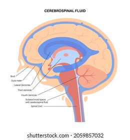 Ventricular system anatomy, set of communicating cavities within the brain. Cerebral ventricles concept. Production, transport and removal of cerebrospinal fluid. Flat vector anatomical illustration.