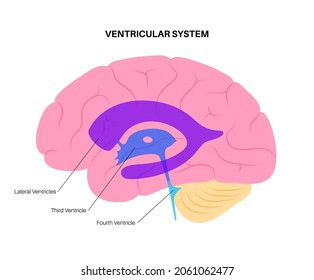 Ventricular system anatomy, set of communicating cavities within the brain. Cerebral ventricles concept. Production, transport and removal of cerebrospinal fluid. Flat vector anatomical illustration.