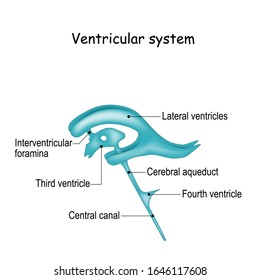 Ventricular system anatomy. Vector illustration for medical, science and educational use