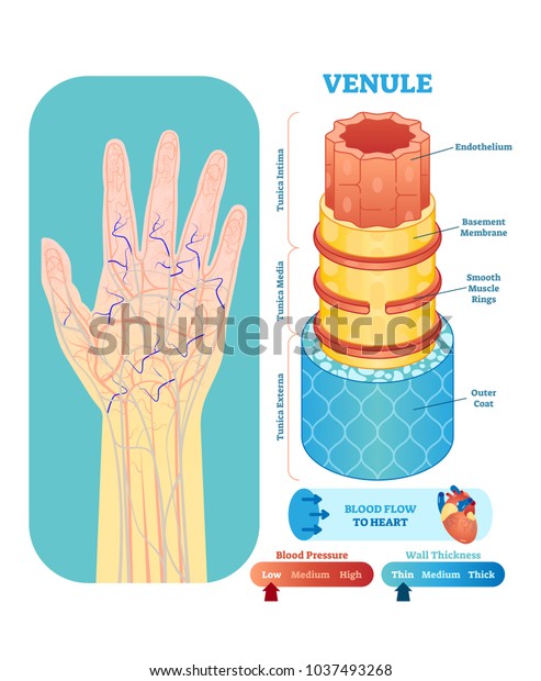 Venule anatomical vector illustration cross section with
tunica externa, media and interna. Circulatory system blood vessel
diagram scheme on human hand silhouette. Medical educational
information. 