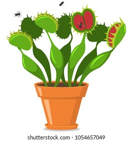 Venus Fly Trap In A Pot. Vector Cartoon Flat Icon Of Plants Isolated On White Background.