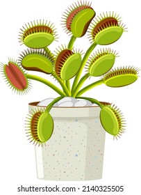 Venus flytrap carnivorous plant  and insect illustration