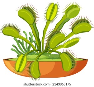 Venus flytrap carnivorous plant  and insect illustration