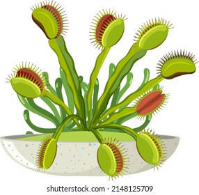 Venus flytrap carnivorous plant  and insect illustration